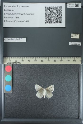 Media type: image;   Entomology 183618